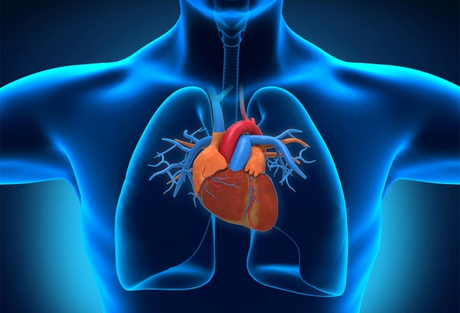 Đạp xe hỗ trợ điều trị các bệnh tim mạch nhờ khả năng kiểm soát lượng Cholesterol trong máu tốt 