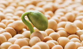 cách uống mầm đậu nành giảm cân 